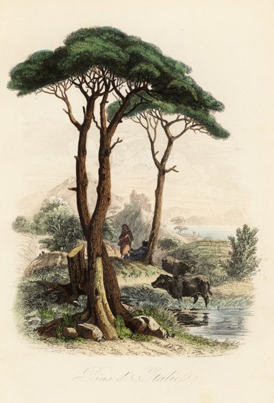 Pino domestico, Pinus pinea, noto anche come pino domestico italiano, pino ombrello e pino parasole da French School
