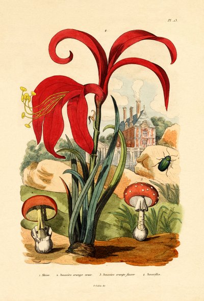 Pulce striata, 1833-39 da French School