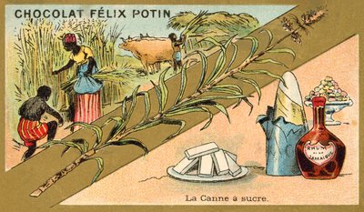 Canna da zucchero da French School