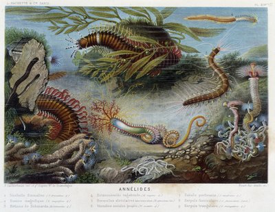 Sunapte di Duvernoy - in "Le Monde de la Mer" di Alfred Fredol, ed. Parigi, Hachette da French School