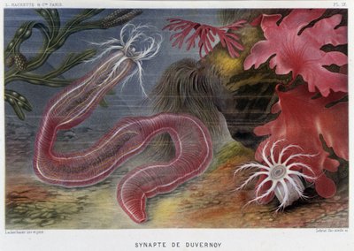 Sunapte di Duvernoy - in 