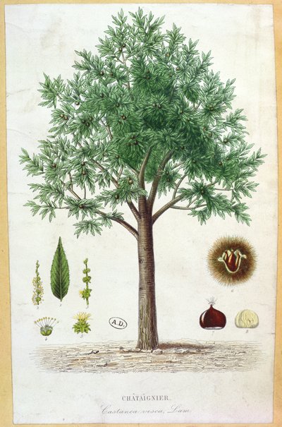 Albero di Castagno Dolce da French School