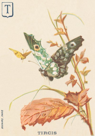 Tircis (Pararge aegeria) da French School