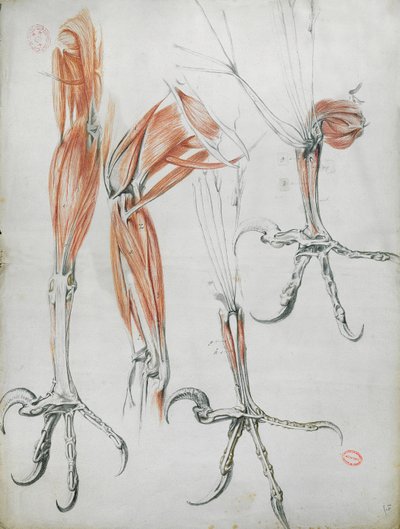 Artigli di un