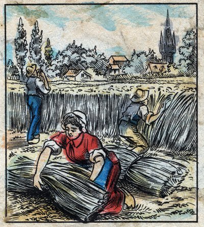 Tessile, lino: agricoltura. Raccolta del lino che viene assemblato in un fascio per essere asciugato. Incisione. Immagine di Epinal fine XIX secolo. da French School
