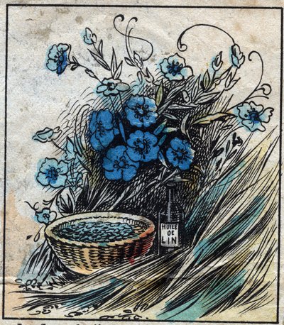 Tessile, lino. Fiore di lino (blu), stelo composto da paglia e filamenti per fare il filo di lino. Semi usati in medicina e da cui si estrae l