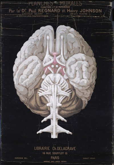 Il cervello, da Planches Murales d
