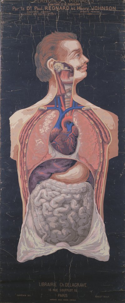 Il petto e lo stomaco, da Planches Murales d