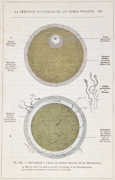 La fertilizzazione di un uovo umano, da La Creation Naturelle et les Etres Vivants di Dr. J. Rengade, c.1880 da French School