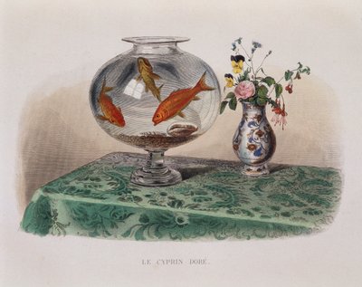 I pesci rossi (pesci rossi nel loro vaso) - in "Lacepede" da French School