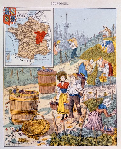 La vendemmia in Borgogna, illustrazione da un libro di testo scolastico, c.1910 da French School