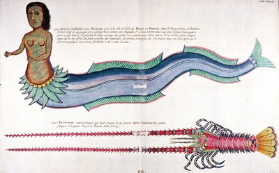 La Sirena di Amboine, da 