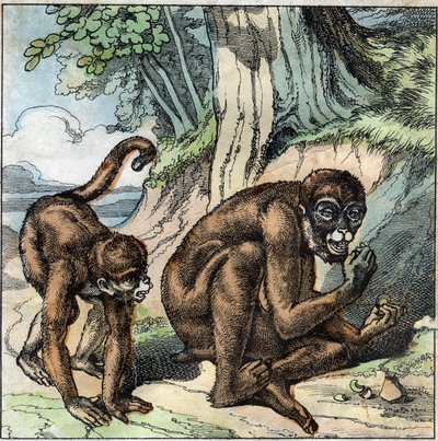 La scimmia e la noce. Favola di Jean-Pierre-Claris (Jean Pierre Claris) di Florian (1755-1794). Illustrazione della fine del XIX secolo. da French School