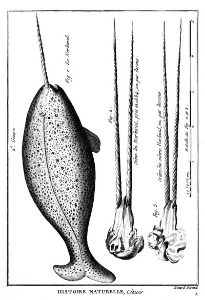 Il Narvalo, un cetaceo - in Histoire naturelle - incisione da French School