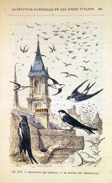 Il ritorno delle rondini. c.1880 da French School