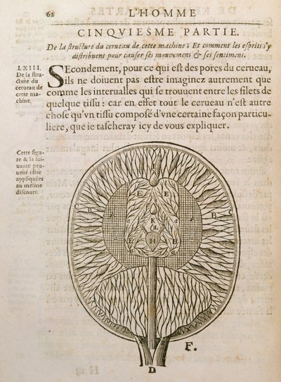 La struttura del cervello, da De Homine Figuris di René Descartes (1596-1650) pubblicato a L