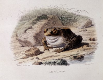 Il rospo comune (Bufo bufo) - in "Lacepede" da French School