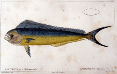 La coryphene del Mediterraneo dopo 
