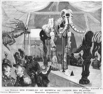 La sala dei fossili al Museo di Storia Naturale di Parigi, c.1880 da French School