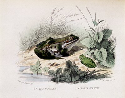 La rana e la pioggia verde (rana) - in 