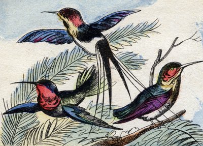 Il colibrì da French School