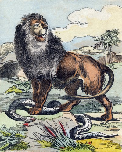 Il leone da French School