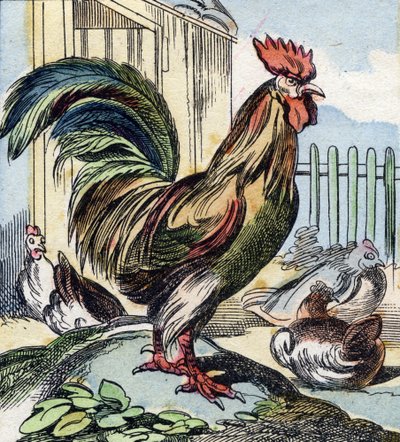Il gallo da French School