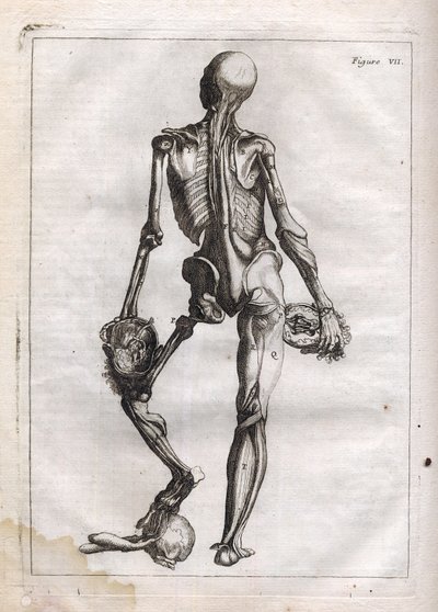 Questa figura può soddisfare la curiosità di coloro che vogliono vedere il corpo spogliato fino alle ossa - incisione in "Abstract Anatomy, accommodated to the arts of painting and sculpture" - "Abrege d