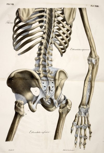 Torace, da Planches anatomiques du corps humain eseguite secondo le dimensioni naturali, accompagnate da un testo esplicativo Pubblicate dal conte di Lasteyrie da French School