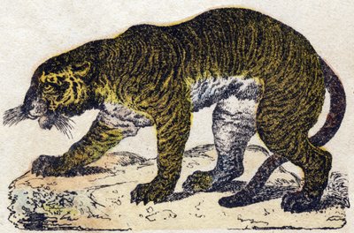 Tigre da French School