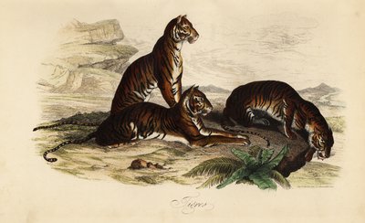 Tigre, Panthera tigris da French School