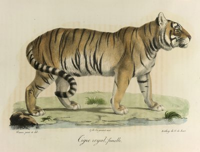 Tigre reale, femmina. Una tigre reale femmina, da Histoire Naturelle des Mammifères da French School
