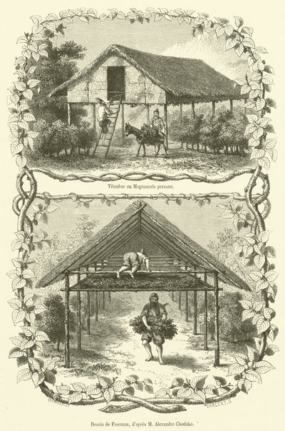Tilembar o bachicoltura persiana da French School