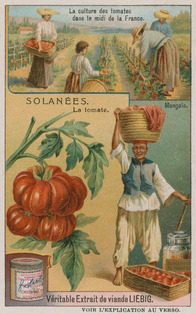 Pomodoro - carta commerciale della Liebig Company da French School