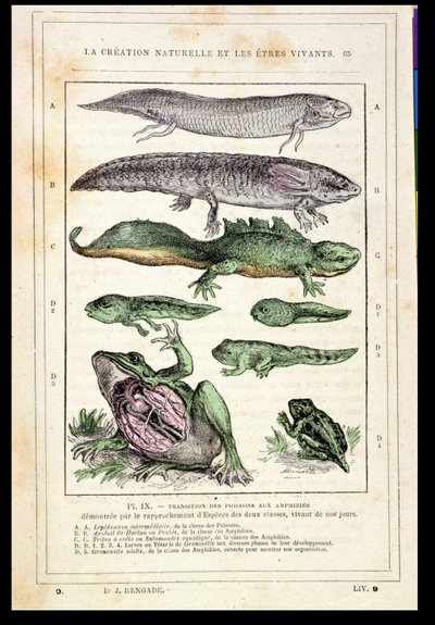 Transizione dei pesci agli anfibi, da un libro del Dr. Rengade, c.1880 da French School