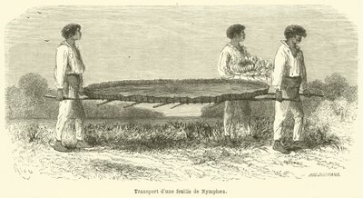 Trasporto di una foglia di Nymphaea da French School