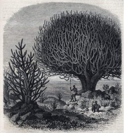 Albero Euphorbo in Africa orientale (Sudan). Incisione di Freeman in 
