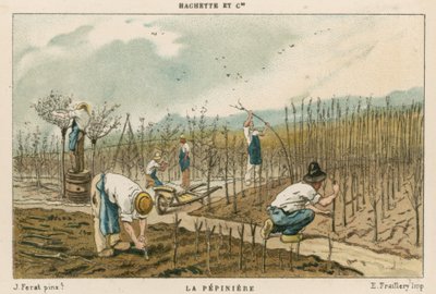 Vivaio di alberi da French School