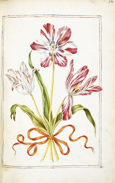 Tulipani, XVIII secolo da French School