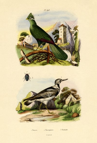 Turaco da French School