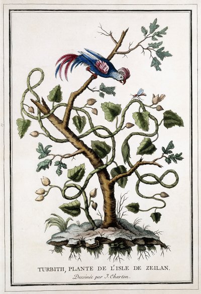 Turbith, pianta dell