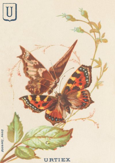 Urtiex (Aglais urticae o Piccola Tartaruga) da French School