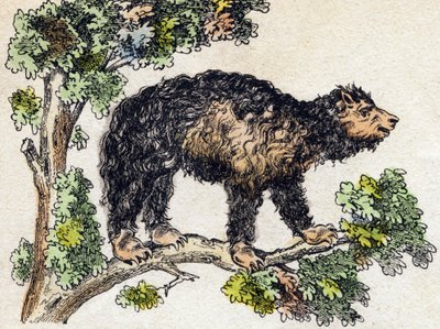 Unau (pigro). Incisione in "Alphabet des animaux sauvages". 9a Serie. Immagini di Epinal, Pellerin, stampatore-editore, circa 1870. Incisioni su legno, stencil. 16 pagine. Dim: 20 x 15 cm. Collezione privata da French School