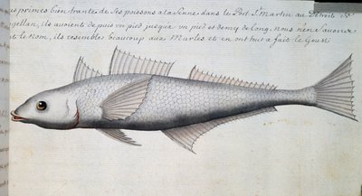 Pesce sconosciuto, Stretto di Magellano, acquerello dal diario di bordo di Jacques Gouin de Beauchesne (1652-1730), capitano della Compagnie royale de la Mer du Sud, dal 1698 al 1701, Francia da French School