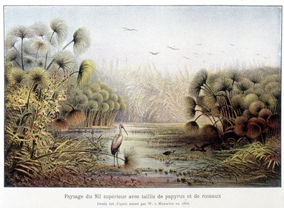 Passaggio del Nilo Superiore con papiro e canneto. da French School