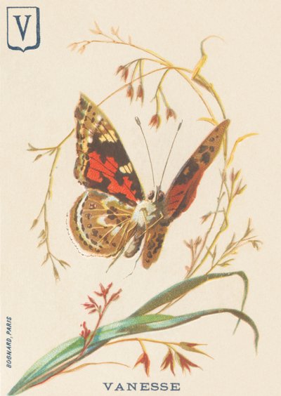 Vanessa (Vanessa cardui o Vanessa del cardo) da French School