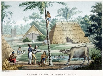 Veduta presa nei dintorni di Coupang, isola di Timor da French School