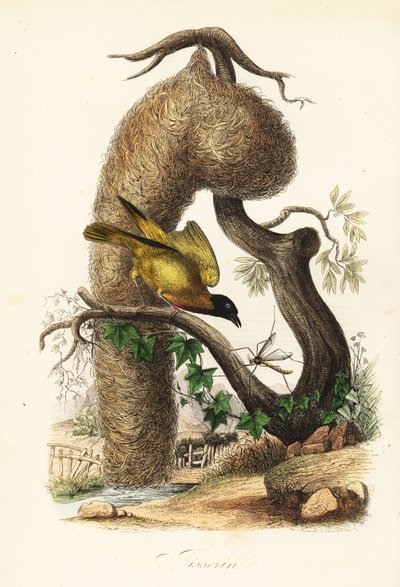 Tessitore del villaggio, Ploceus cucullatus, con nido di erba intrecciata da French School