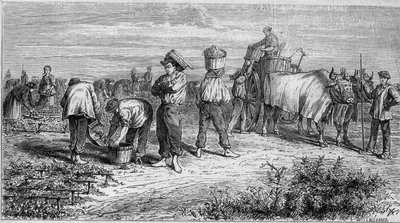 Viticoltura nel Médoc: raccolta dell