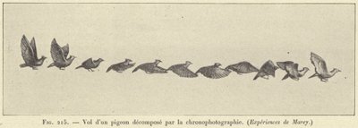 Volo di un piccione scomposto dalla cronofotografia da French School